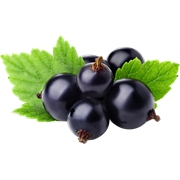 ribes nero